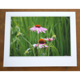 Sabbathday Lake Shaker Village Blank Card by Peg Becksvoort