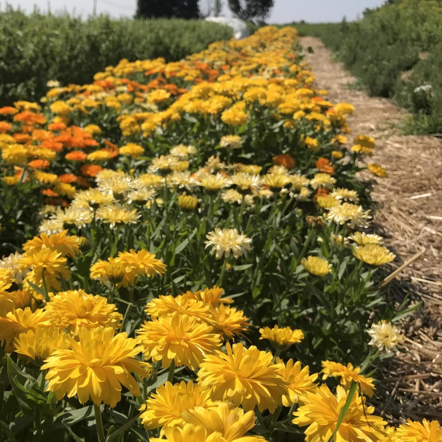 Calendula growing in the Shakers' Herb Garden, Sabbathday Lake Shaker Village