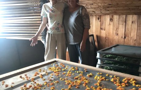 Calendula put on screens by volunteers to dry in the Shakers' Drying Attic, Sabbathday Lake Shaker Village