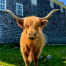 Shaker Village Scottish Highland Cow Eubah