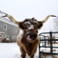Shaker Village Scottish Highland Cow Heather