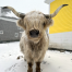 Shaker Village Scottish Highland Cow Leann