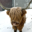 Shaker Village Scottish Highland Cow New Mexico