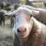 Shaker Village Sheep - App