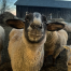 Shaker Village Sheep - Arthur