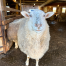 Shaker Village Sheep - Joseph