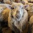 Shaker Village Sheep - Tanner