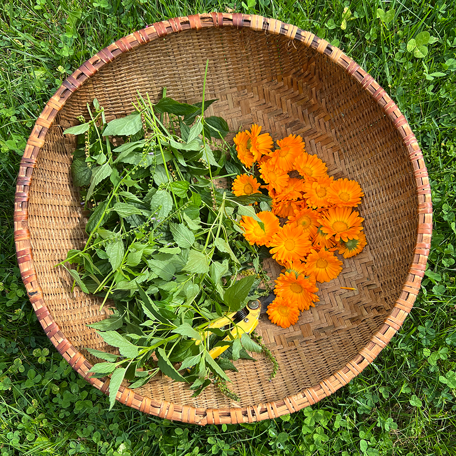 Nourishing the Nervous System with Herbs Virtual Workshop at Shaker Village with Allie Armstrong
