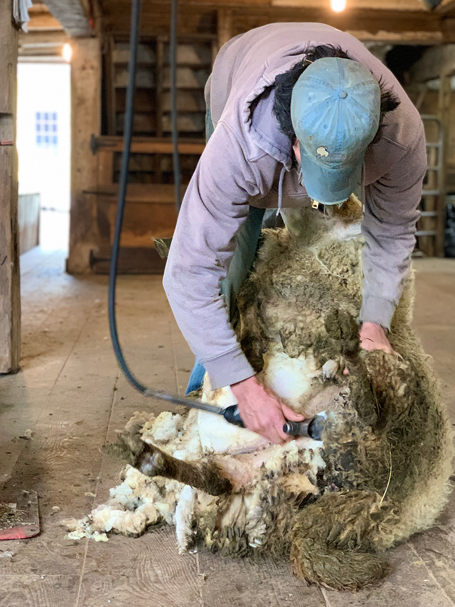Washing, Skirting, and Preparing a Freshly-Shorn Fleece from the Shakers’ Flock - Fiber Workshop