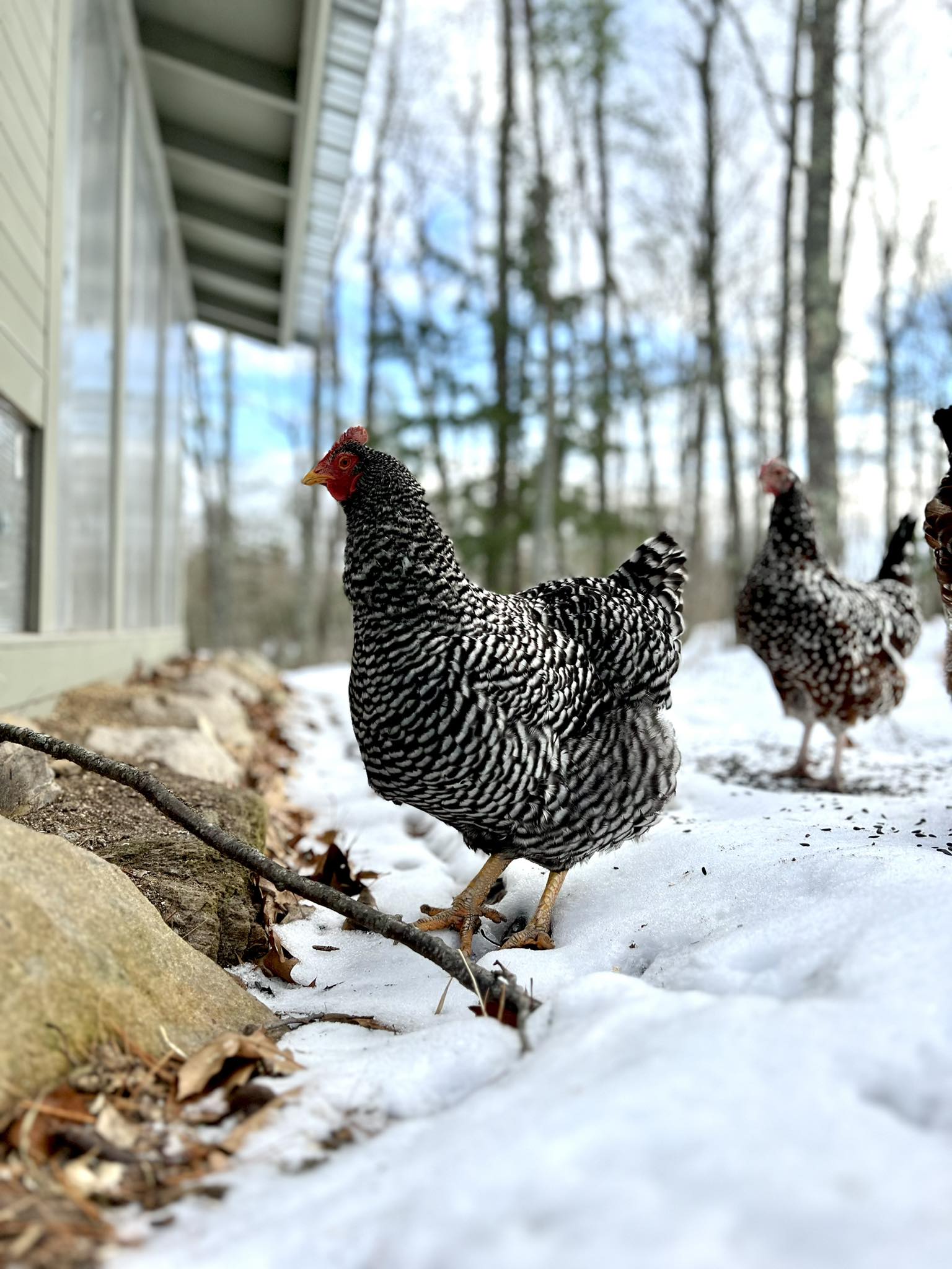 Chicks to Chickens Workshop with Jesse Michaud at Shaker Village
