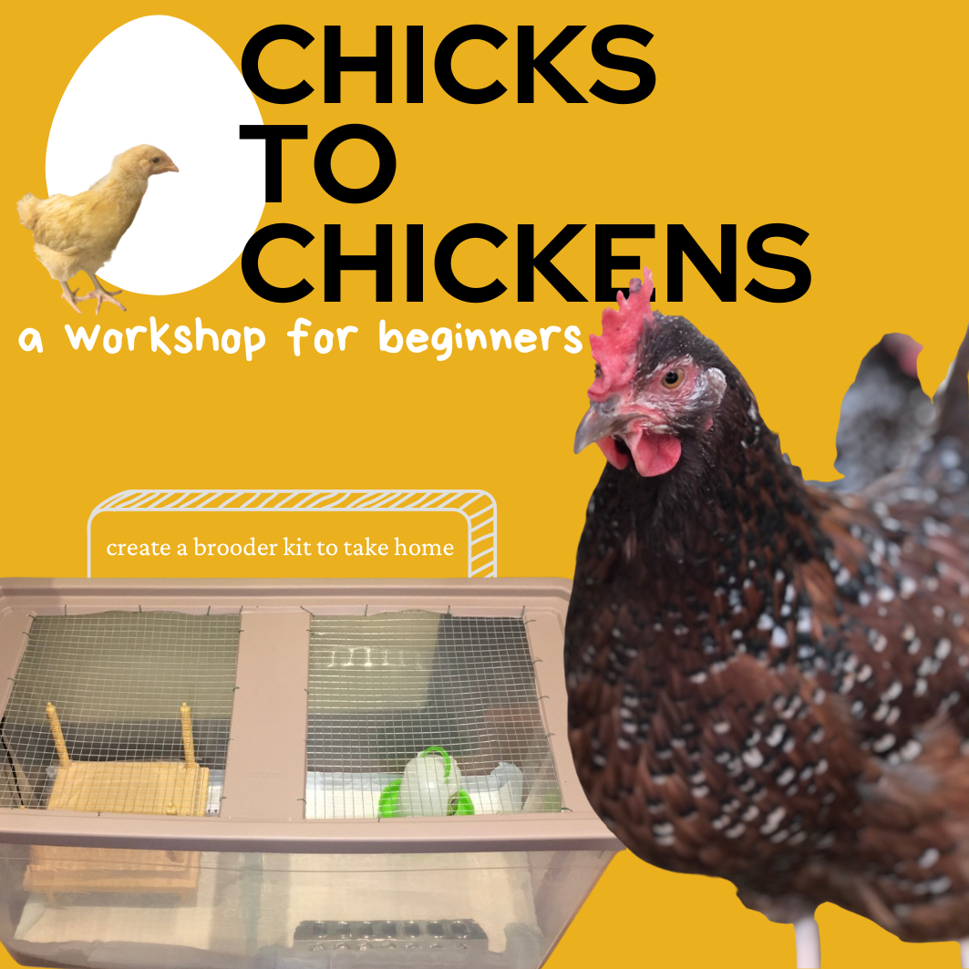 Chicks to Chickens Workshop with Jesse Michaud at Shaker Village
