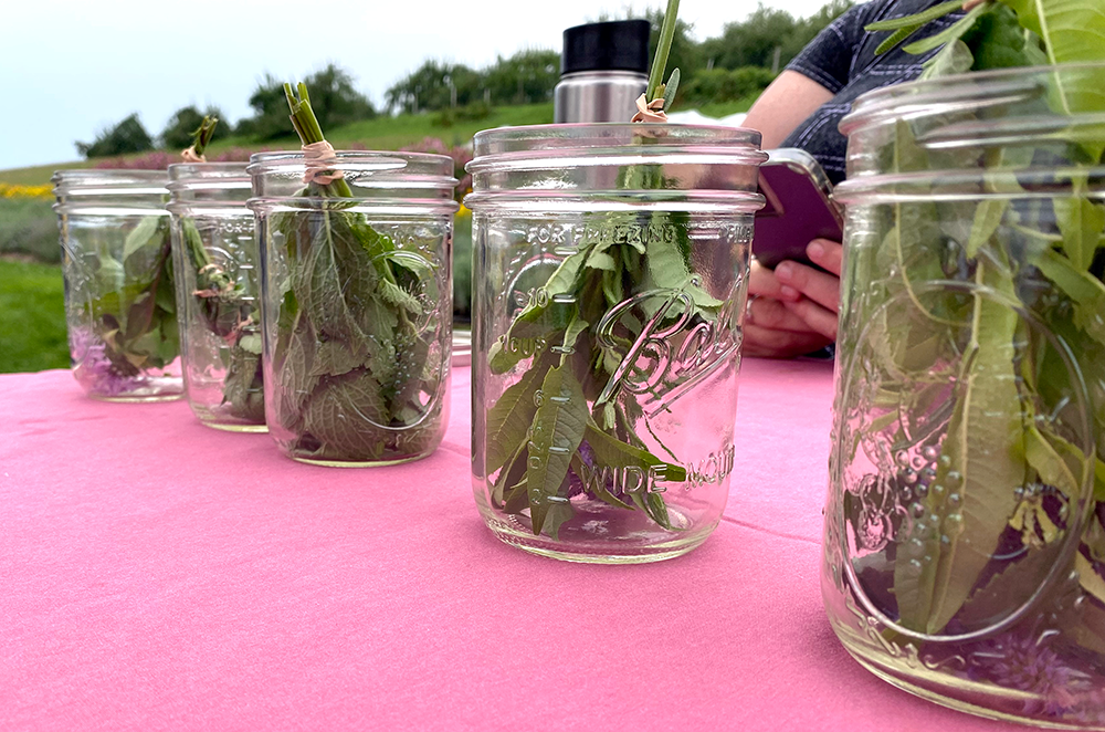Herb Garden Workshop - making fresh herbal tea