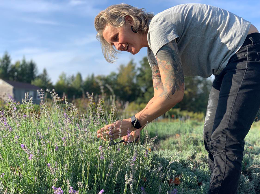 Jenn Gammon harvesting lavender in the Shaker Herb Garden for our pressed flowers pottery mugs that she hand makes